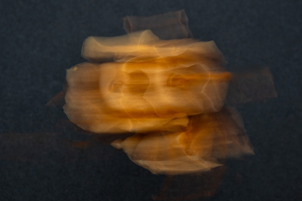dancing rose