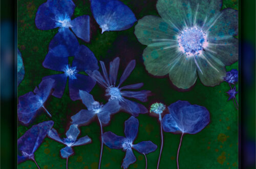 Night Garden, flowers at night