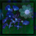 Night Garden, flowers at night