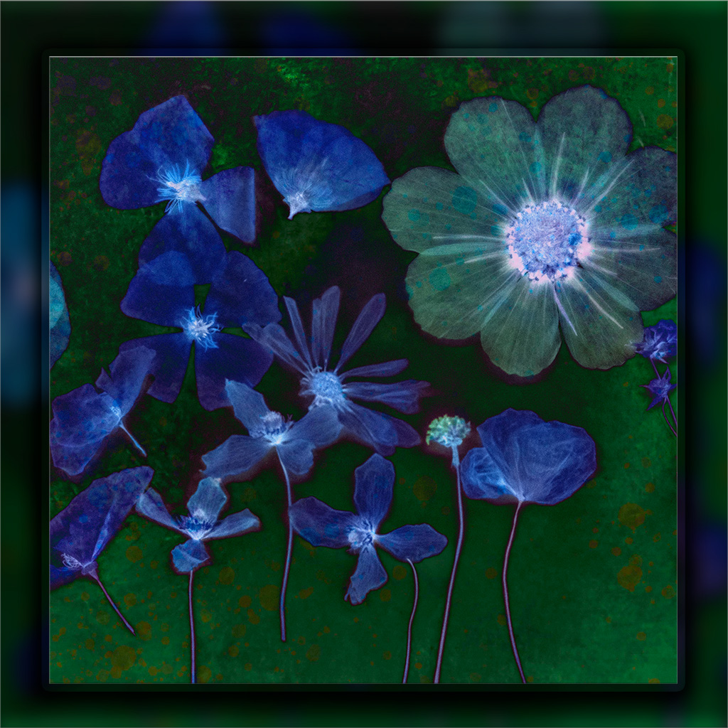 Night Garden, flowers at night
