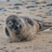 Brown Seal