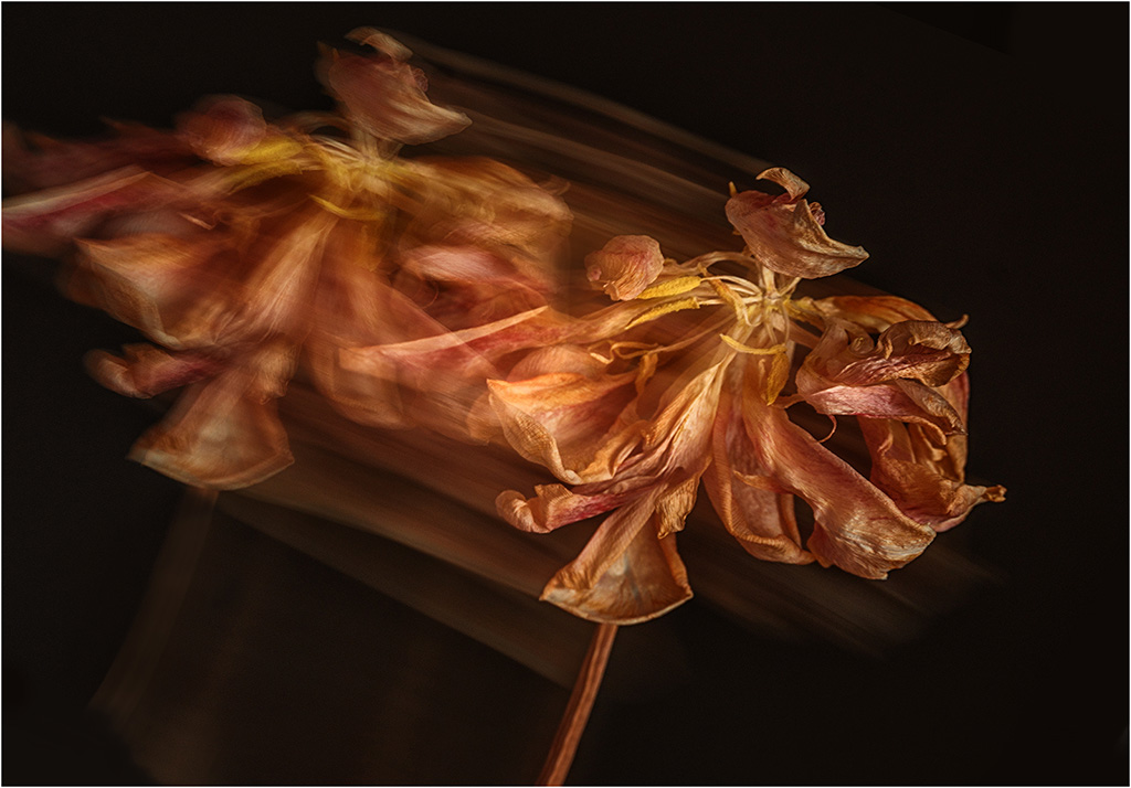 A dying flowers last dance
