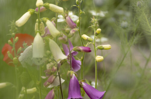 Foxgloves