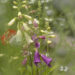 Foxgloves
