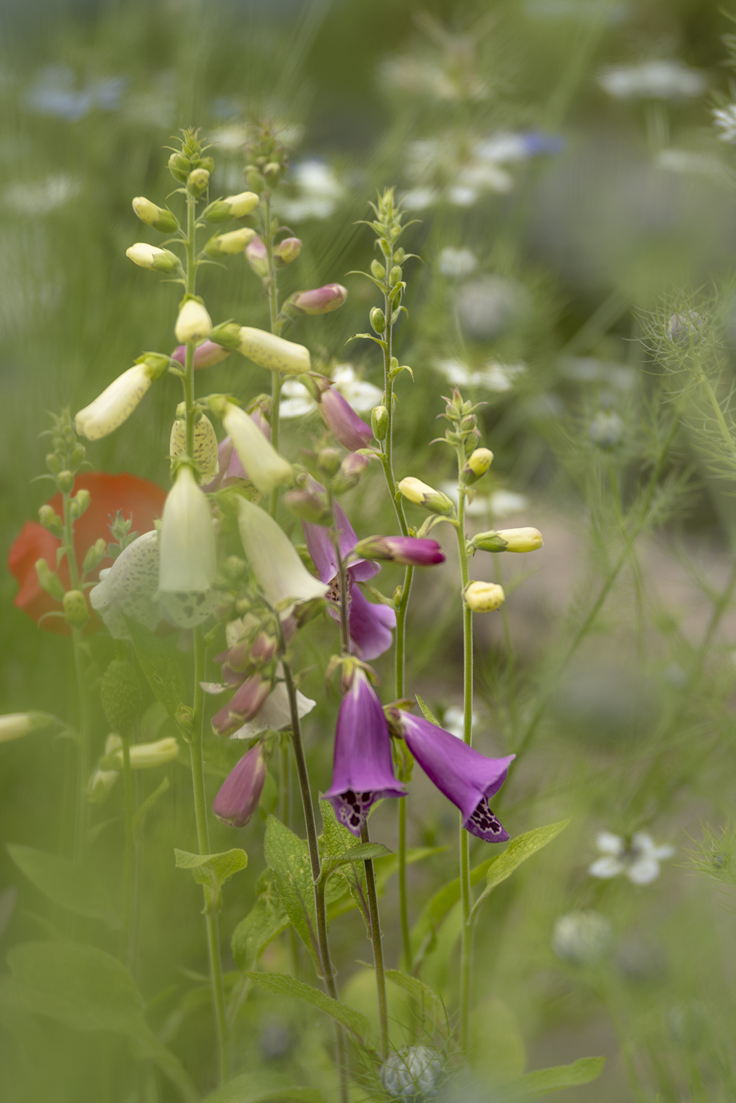 Foxgloves