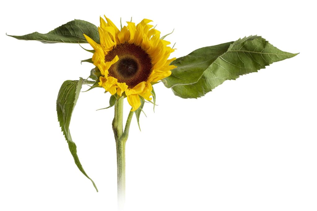 Sunflower pointing the way
