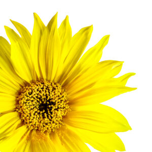 pretty sunflower
