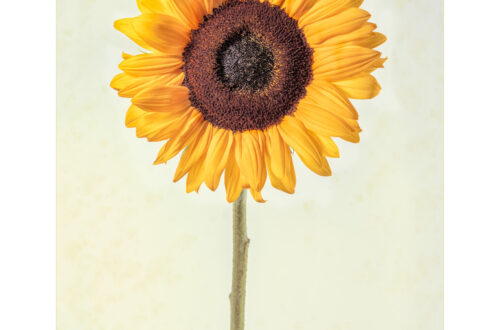 Single sunflower