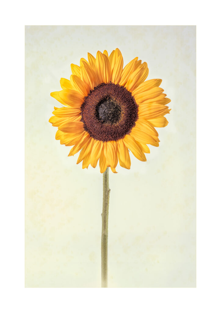 Single sunflower
