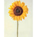 Single sunflower