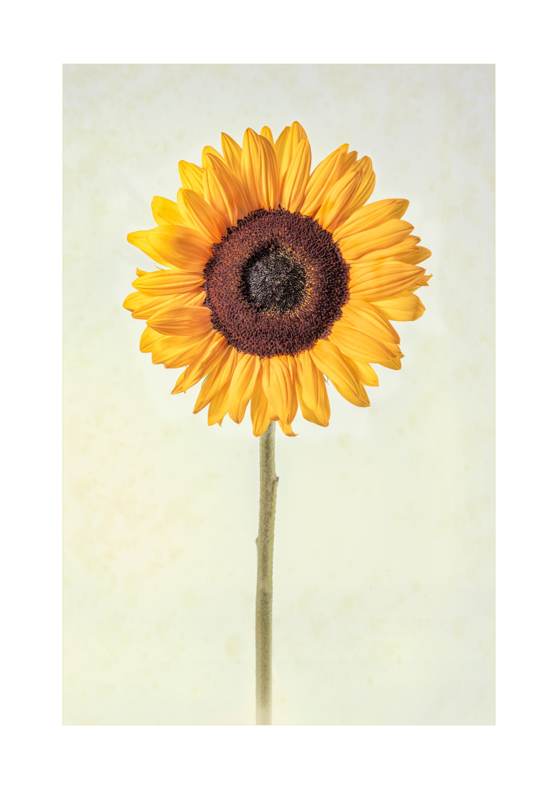Single sunflower
