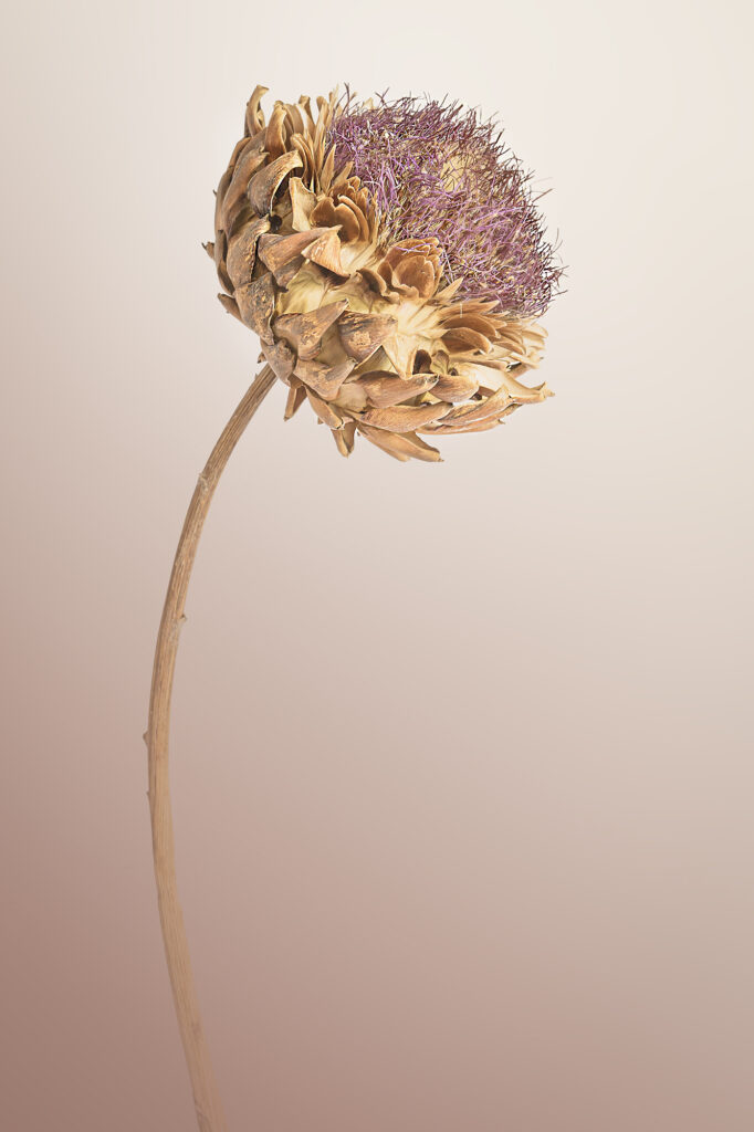 Artichoke seed head