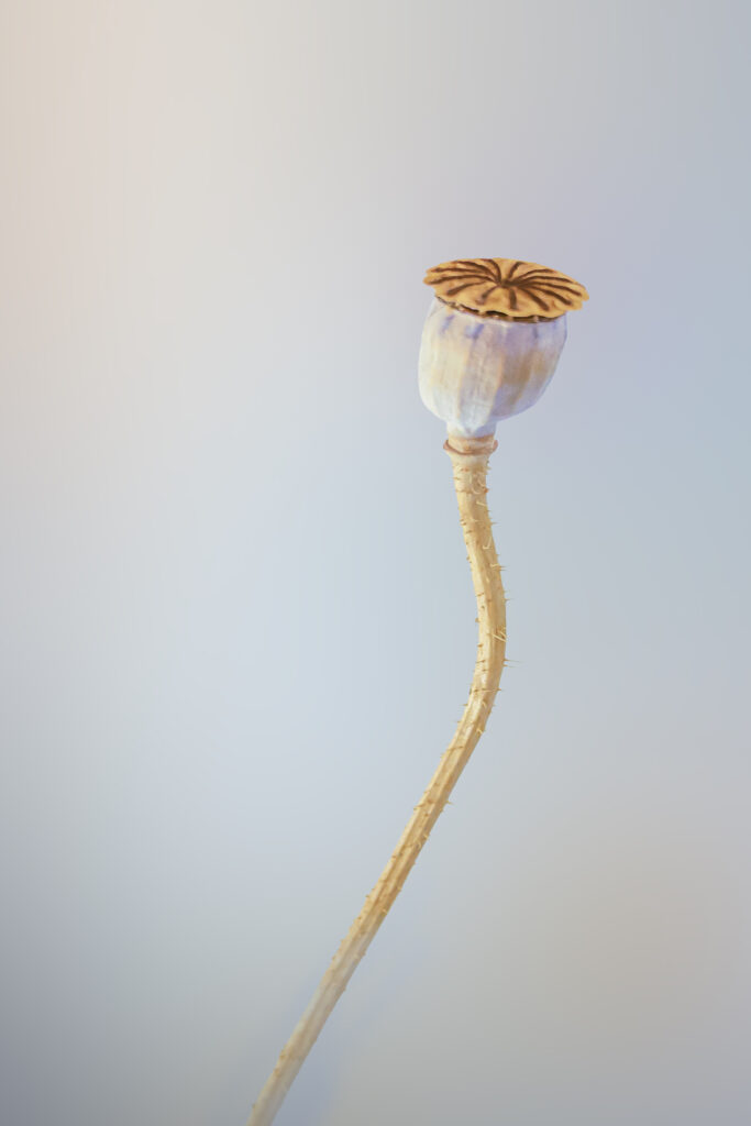 Poppy seed head
